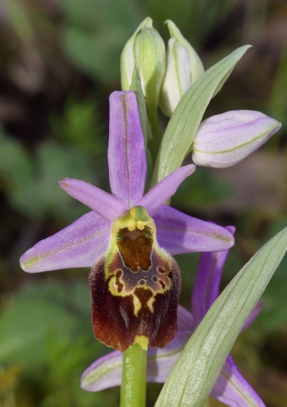 Le splendide Ophrys crabronifera e idinosauri! Esperia (Fr)